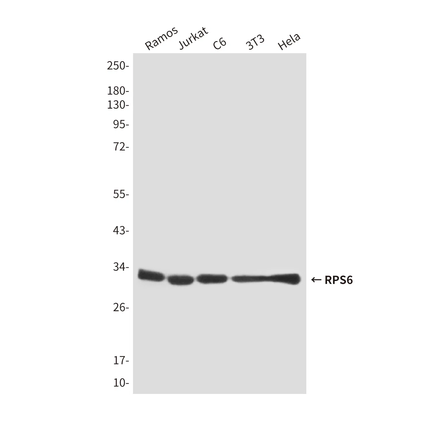 RPS6 Mouse Monoclonal Antibody - Size: 100µl