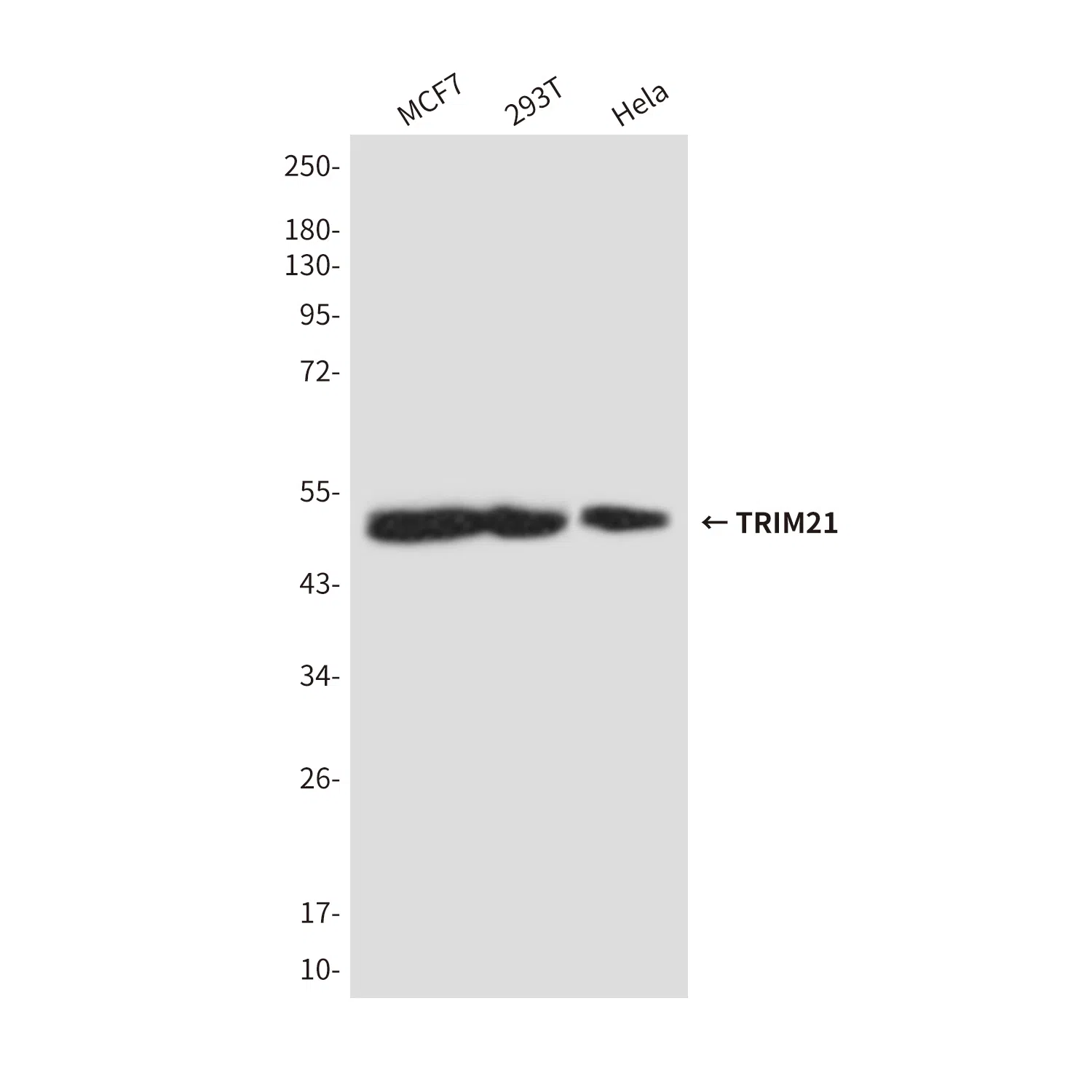 TRIM21 Mouse Monoclonal Antibody - Size: 100µl