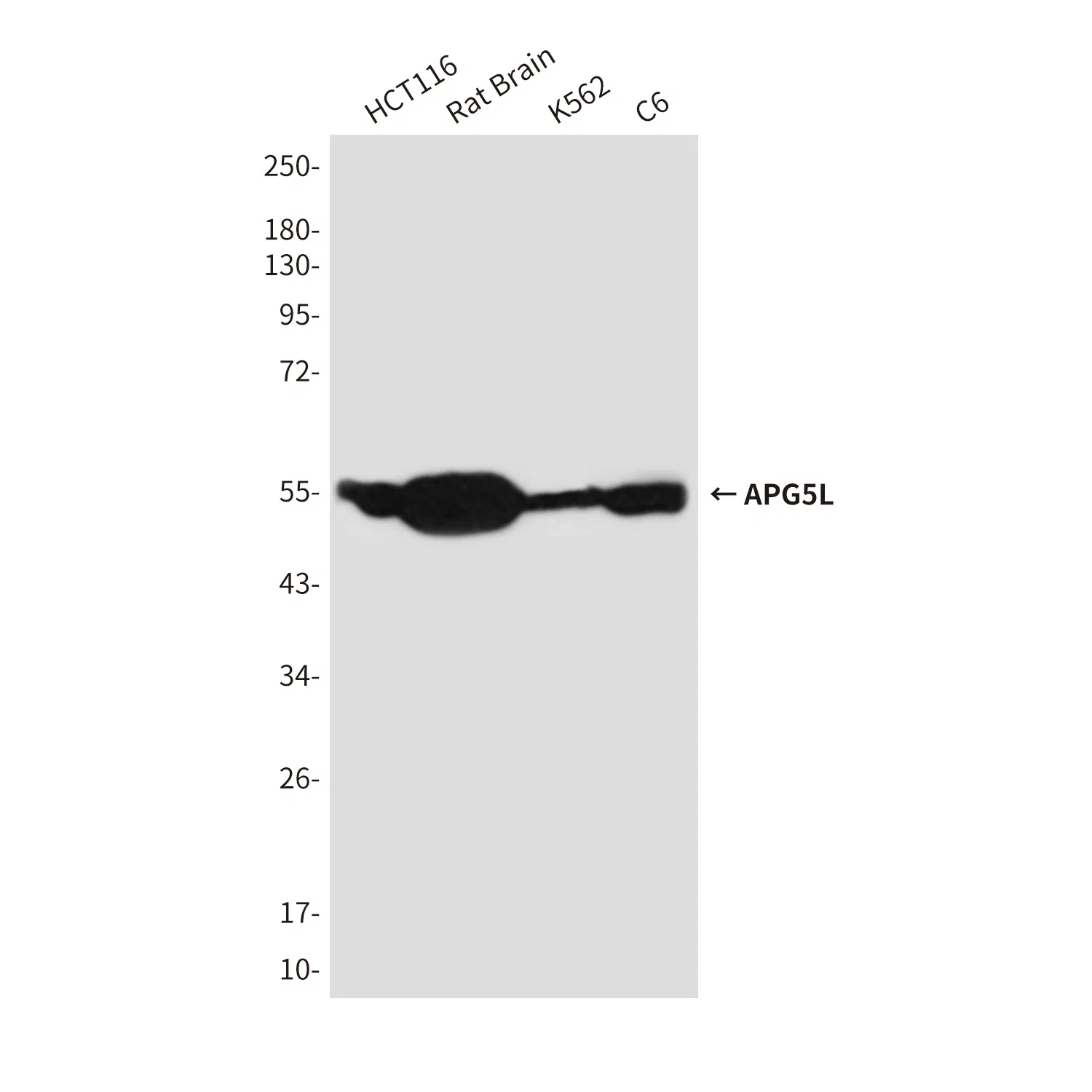 APG5L Mouse Monoclonal Antibody - Size: 100µl
