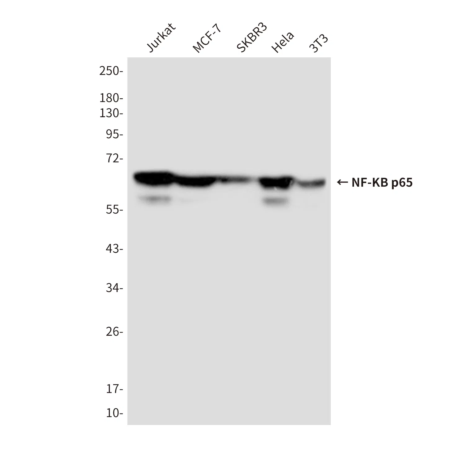 NF-KB p65 Mouse Monoclonal Antibody - Size: 100µl