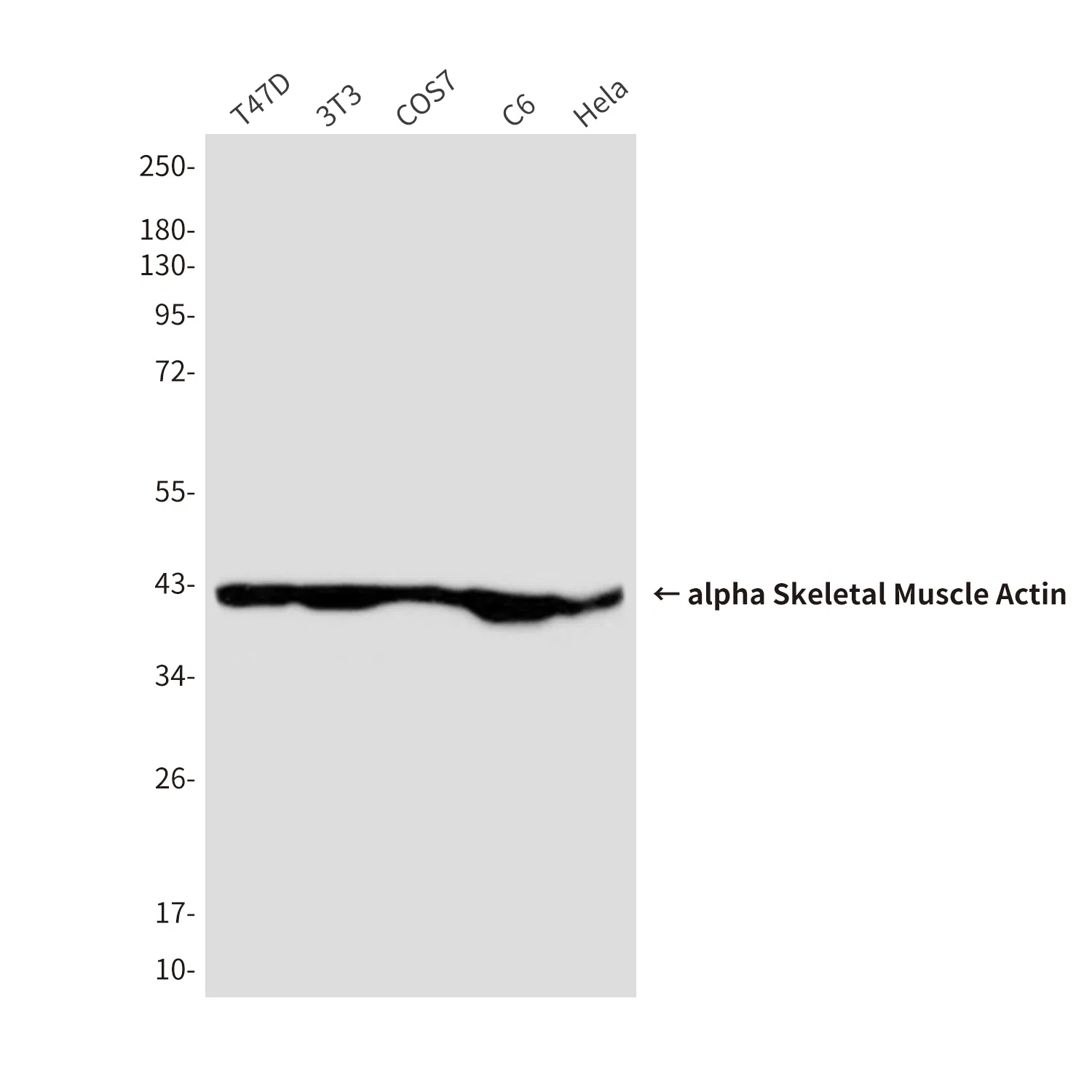 alpha Skeletal Muscle Actin Mouse Monoclonal Antibody - Size: 100µl