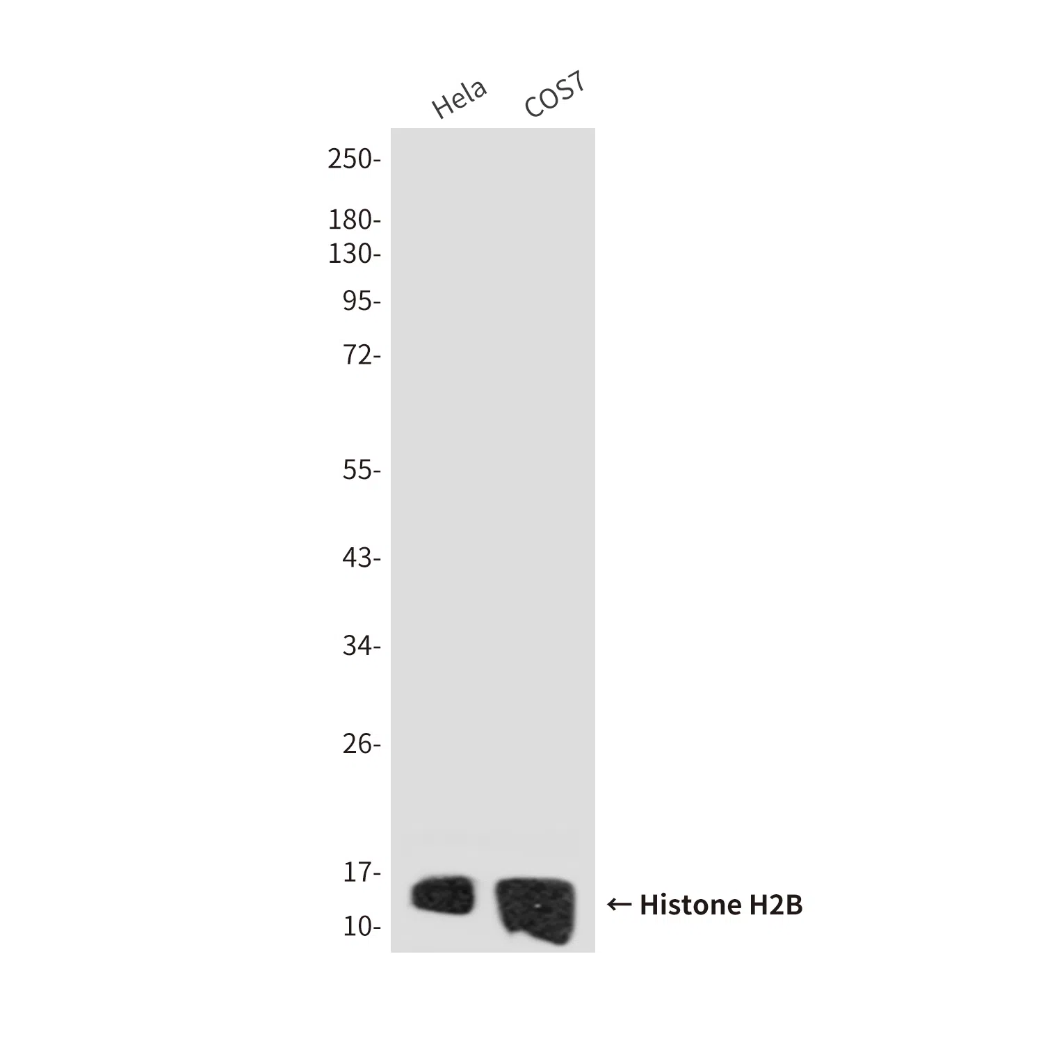 Histone H2B Mouse Monoclonal Antibody - Size: 50µl