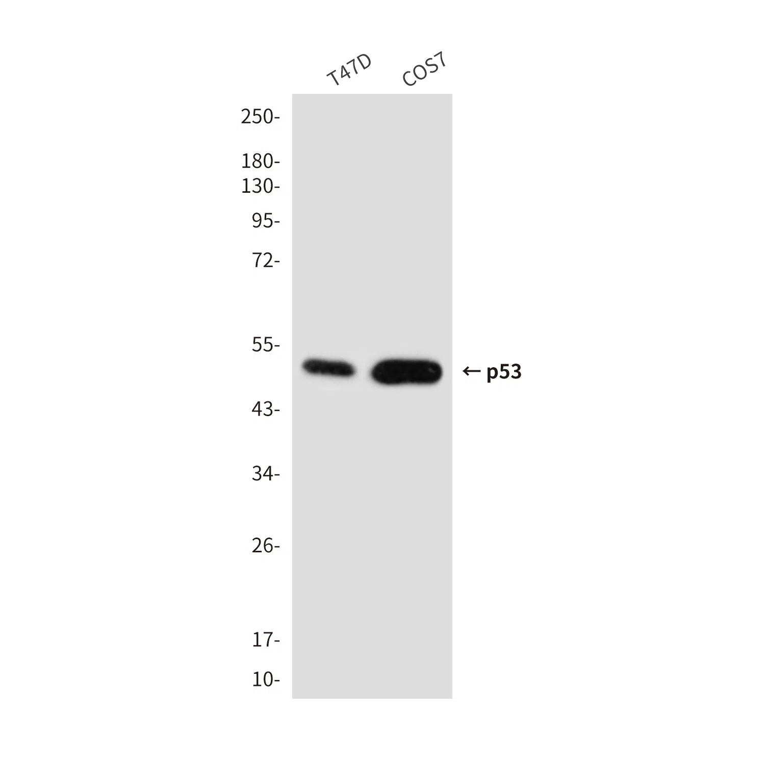 p53 Mouse Monoclonal Antibody - Size: 50µl