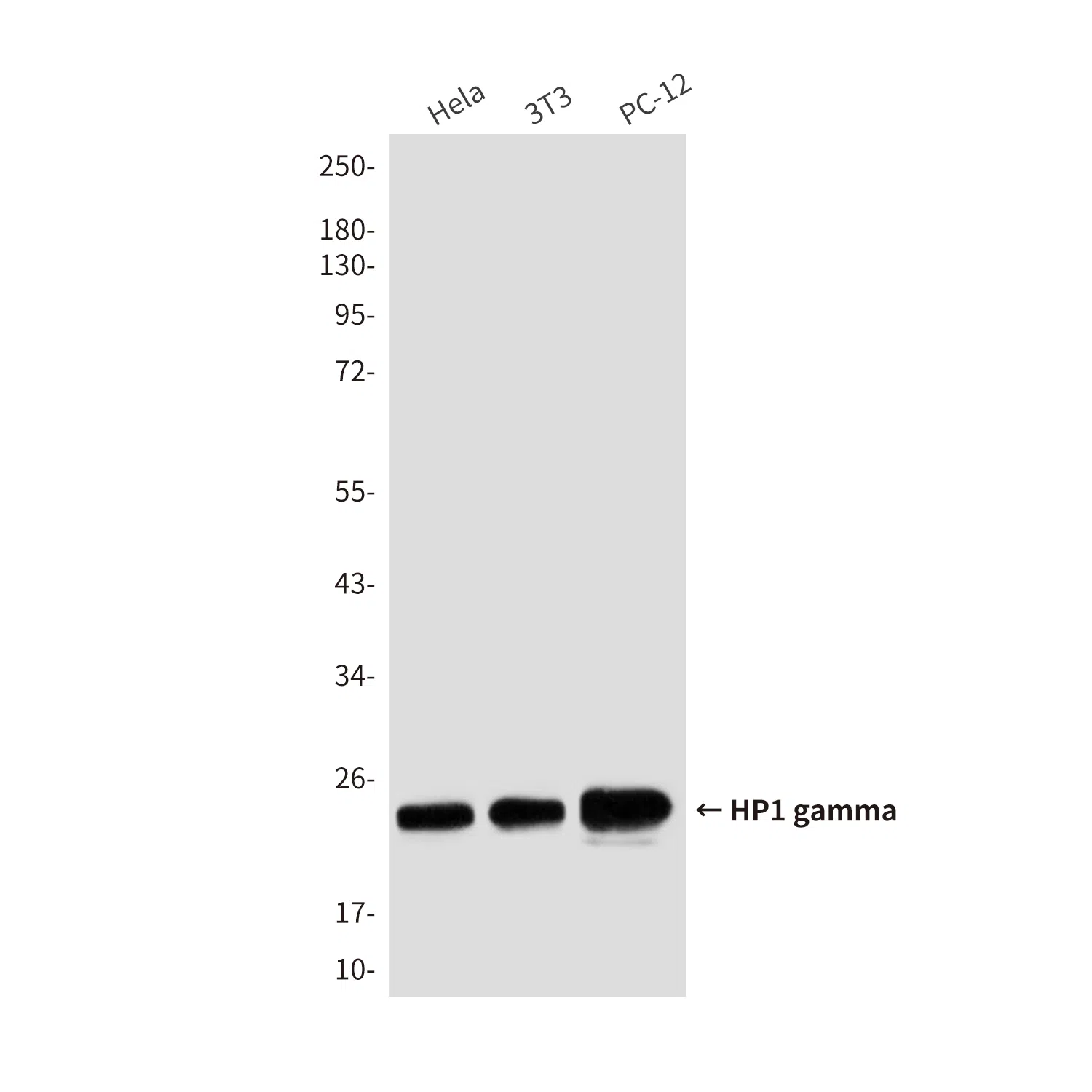 HP1 gamma Mouse Monoclonal Antibody - Size: 100µl