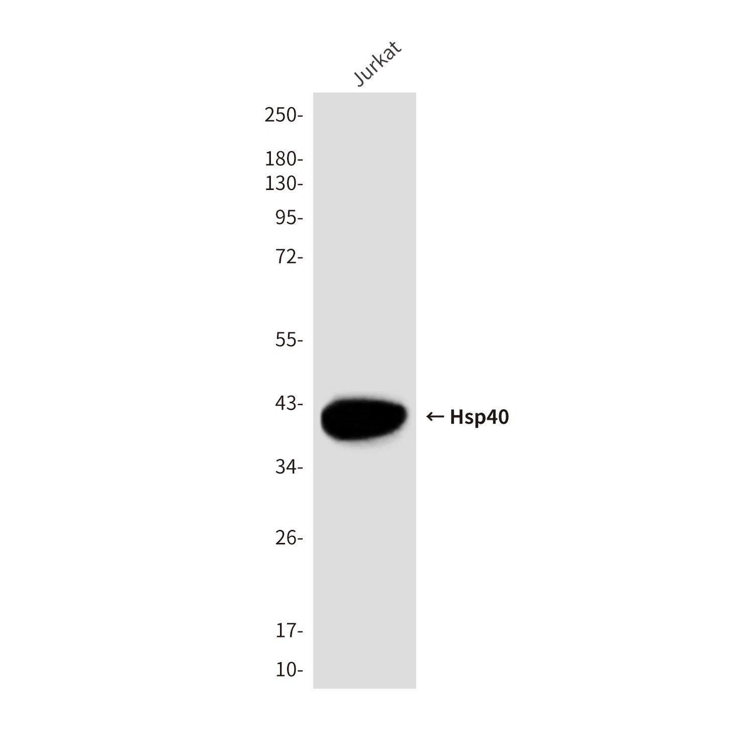 Hsp40 Mouse Monoclonal Antibody - Size: 100µl
