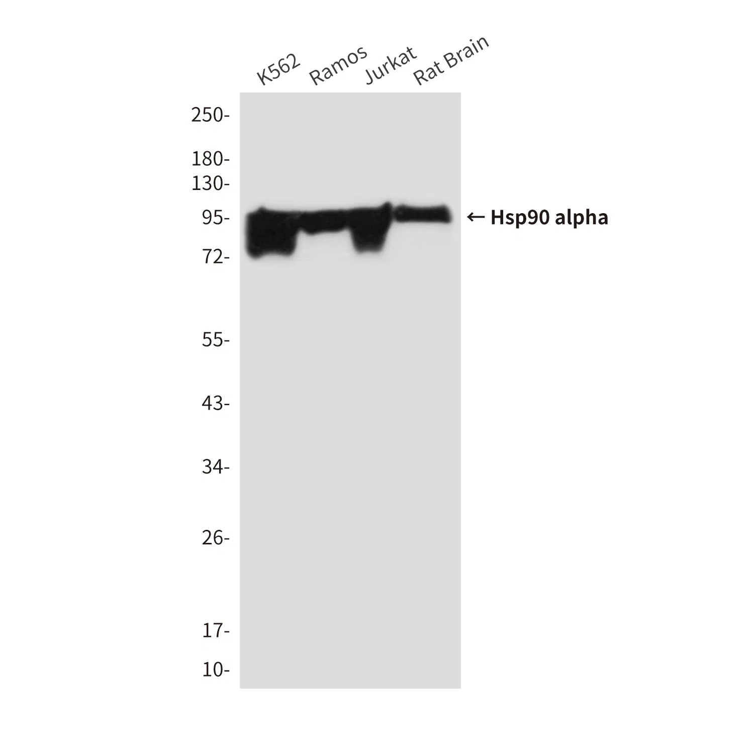 Hsp90 alpha Mouse Monoclonal Antibody - Size: 50µl