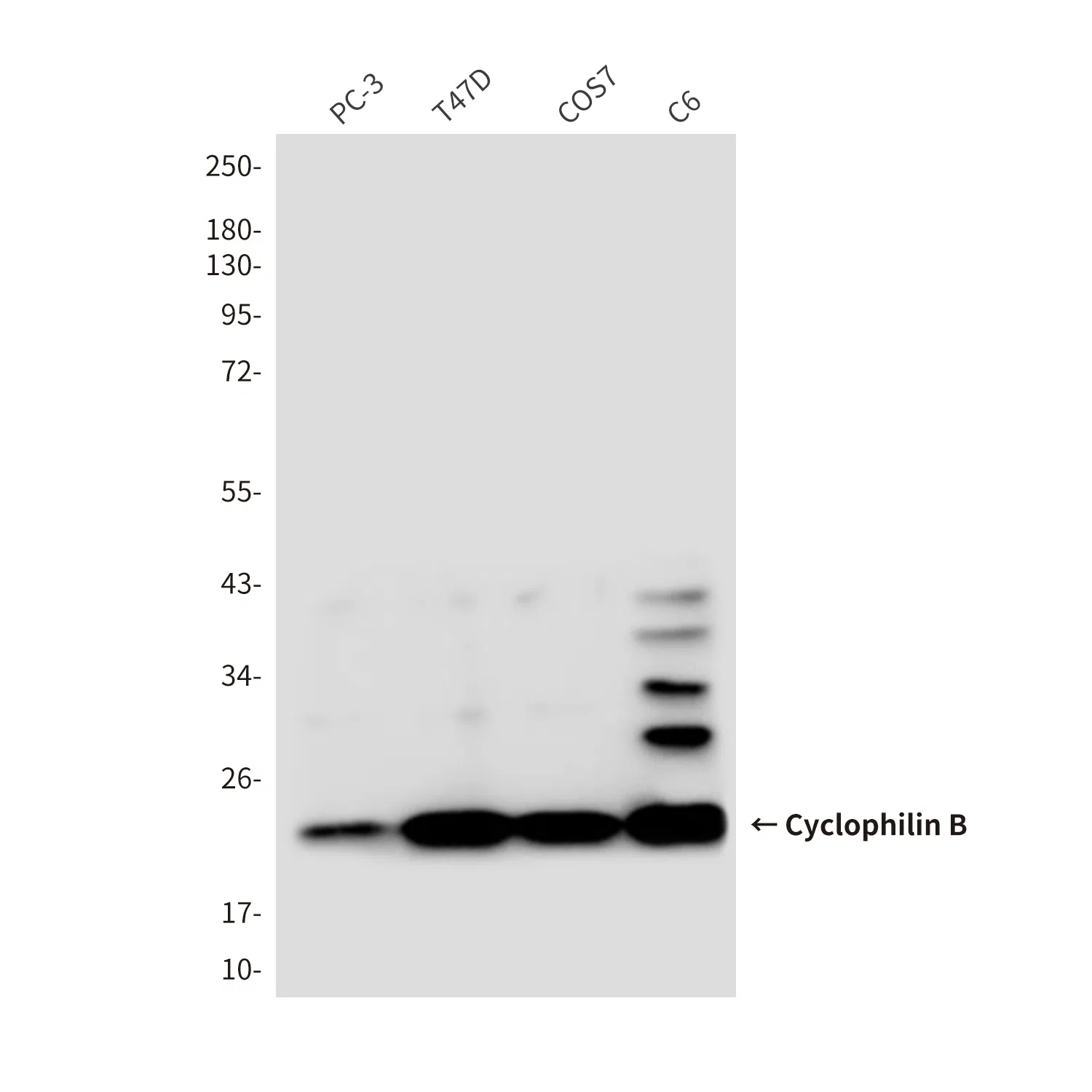 Cyclophilin B Mouse Monoclonal Antibody - Size: 100µl