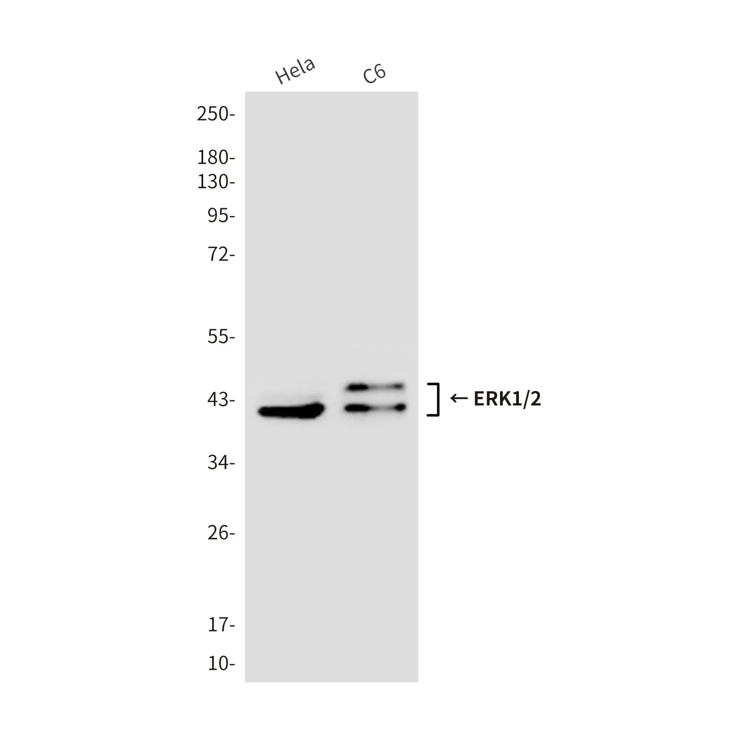 ERK1/2 Mouse Monoclonal Antibody - Size: 100µl
