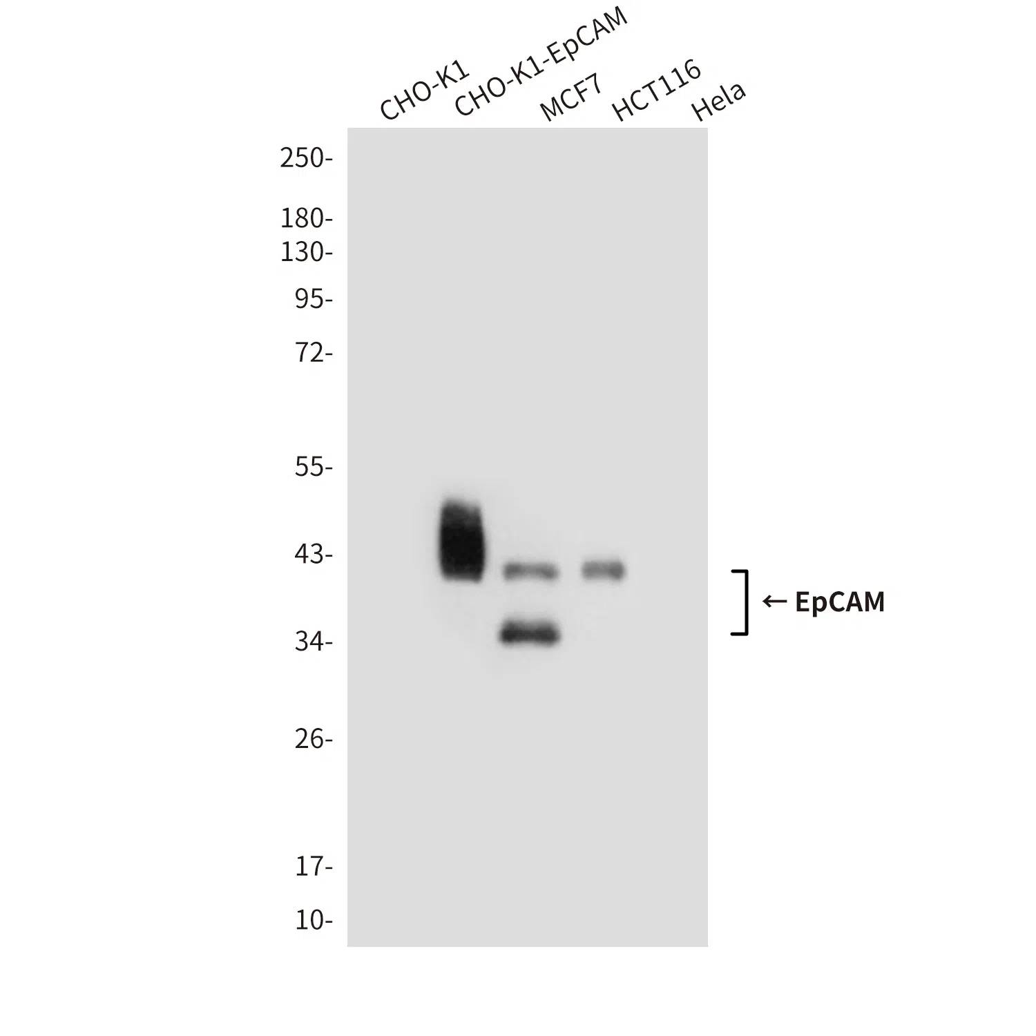 EpCAM Mouse Monoclonal Antibody - Size: 100µl