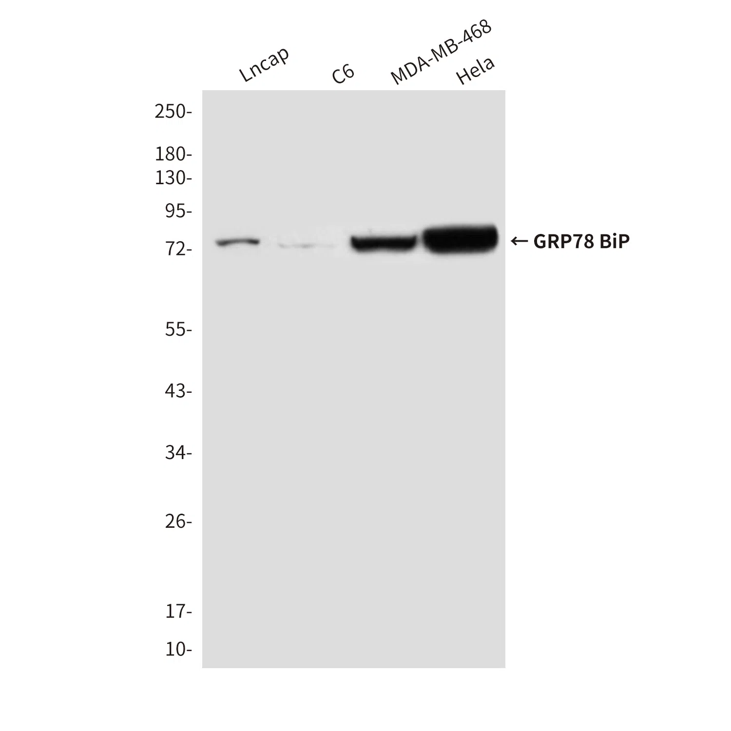 GRP78 BiP Mouse Monoclonal Antibody - Size: 100µl