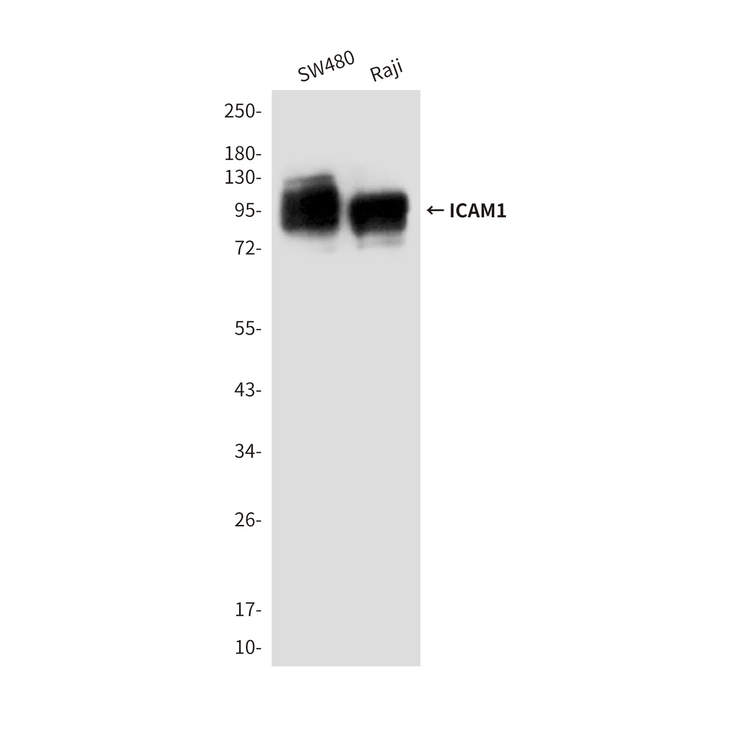 ICAM1 Mouse Monoclonal Antibody - Size: 50µl