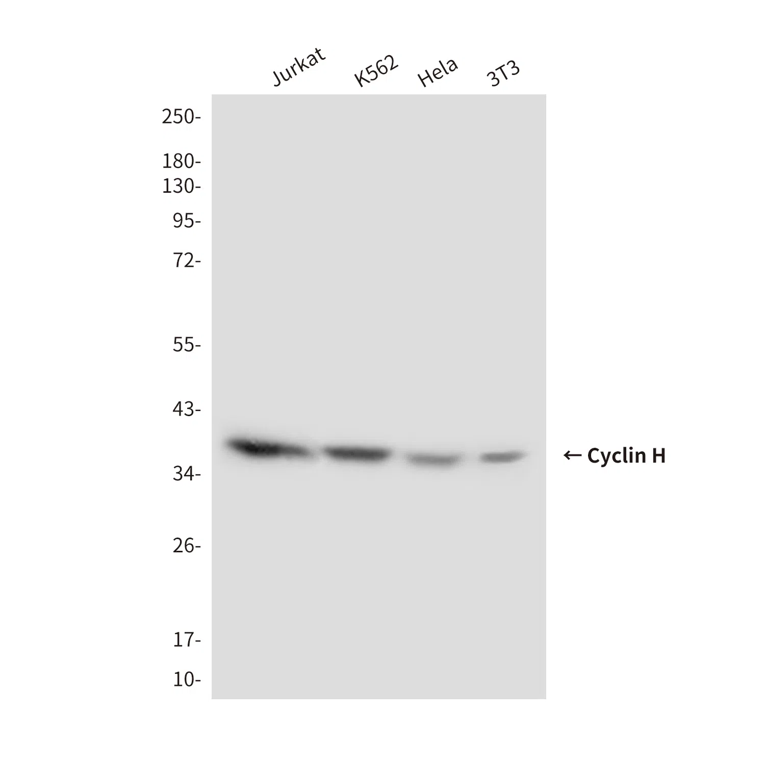 Cyclin H Mouse Monoclonal Antibody - Size: 50µl