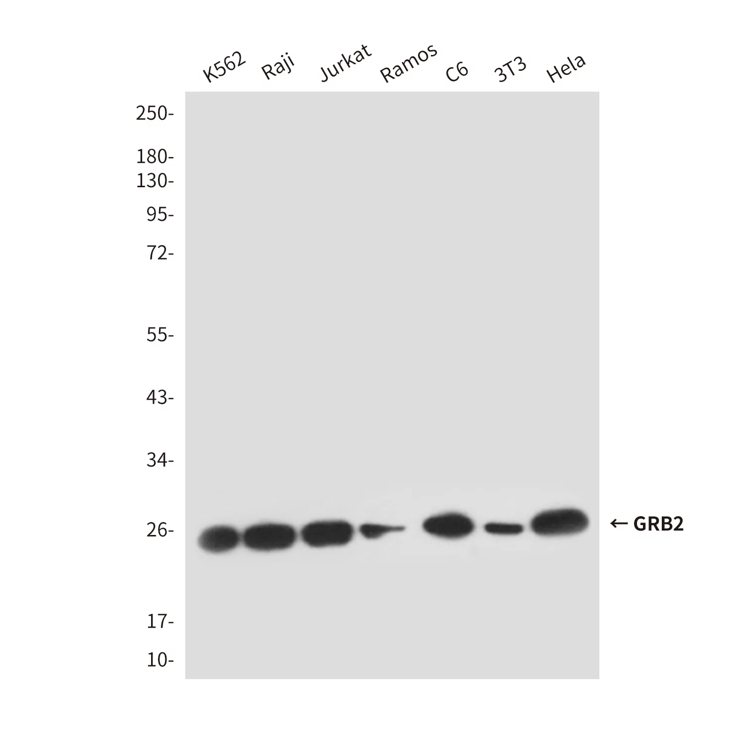 GRB2 Mouse Monoclonal Antibody - Size: 100µl