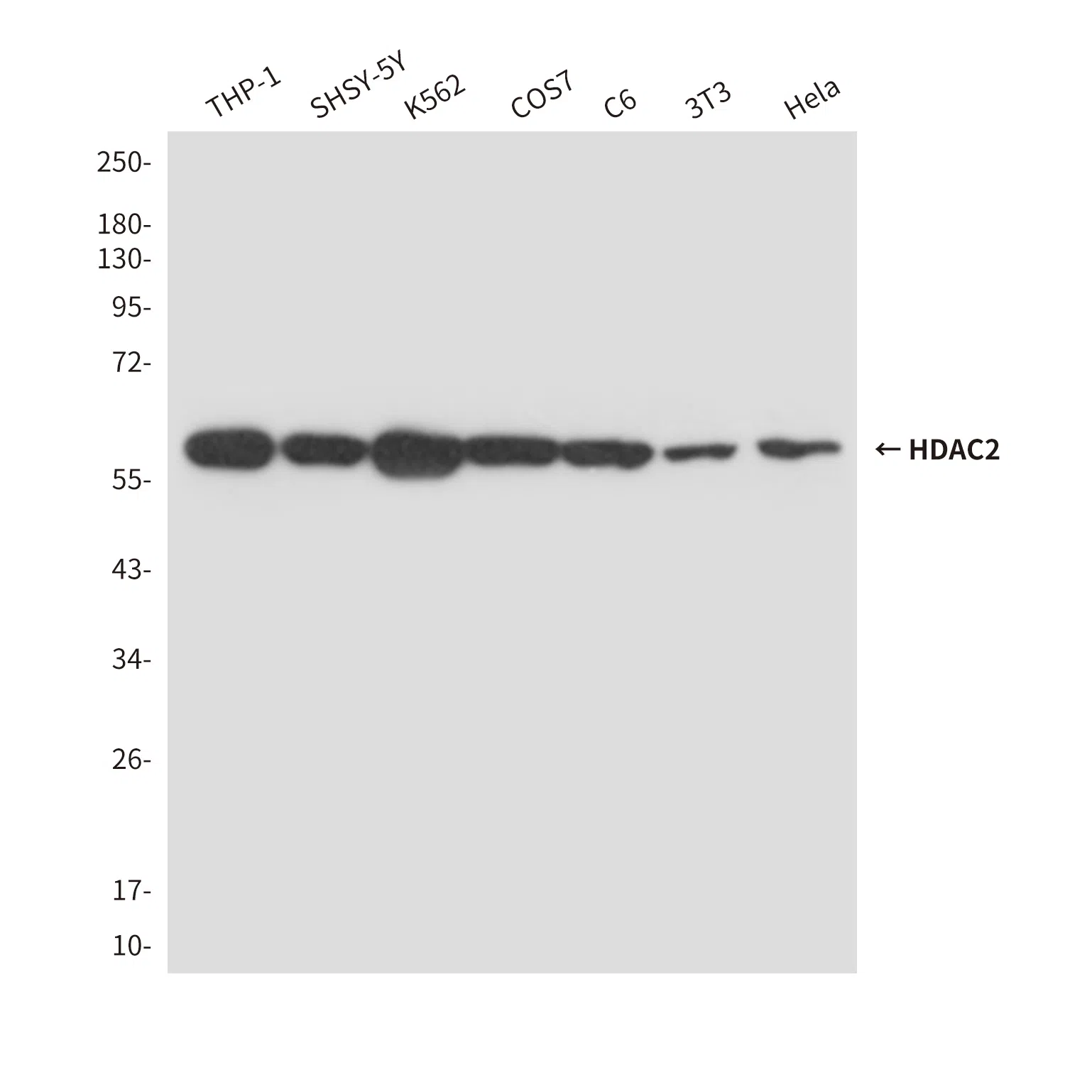 HDAC2 Mouse Monoclonal Antibody - Size: 100µl