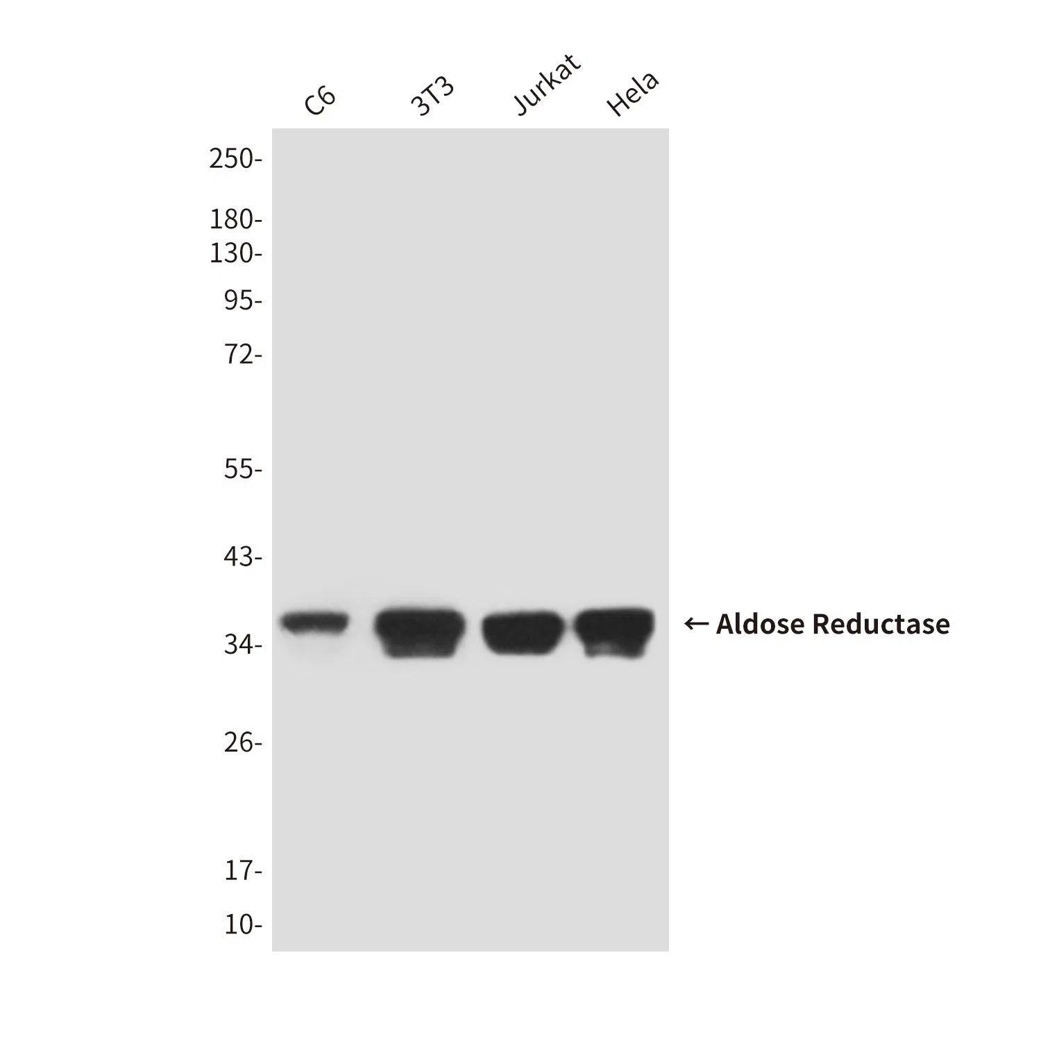Aldose Reductase Mouse Monoclonal Antibody - Size: 50µl
