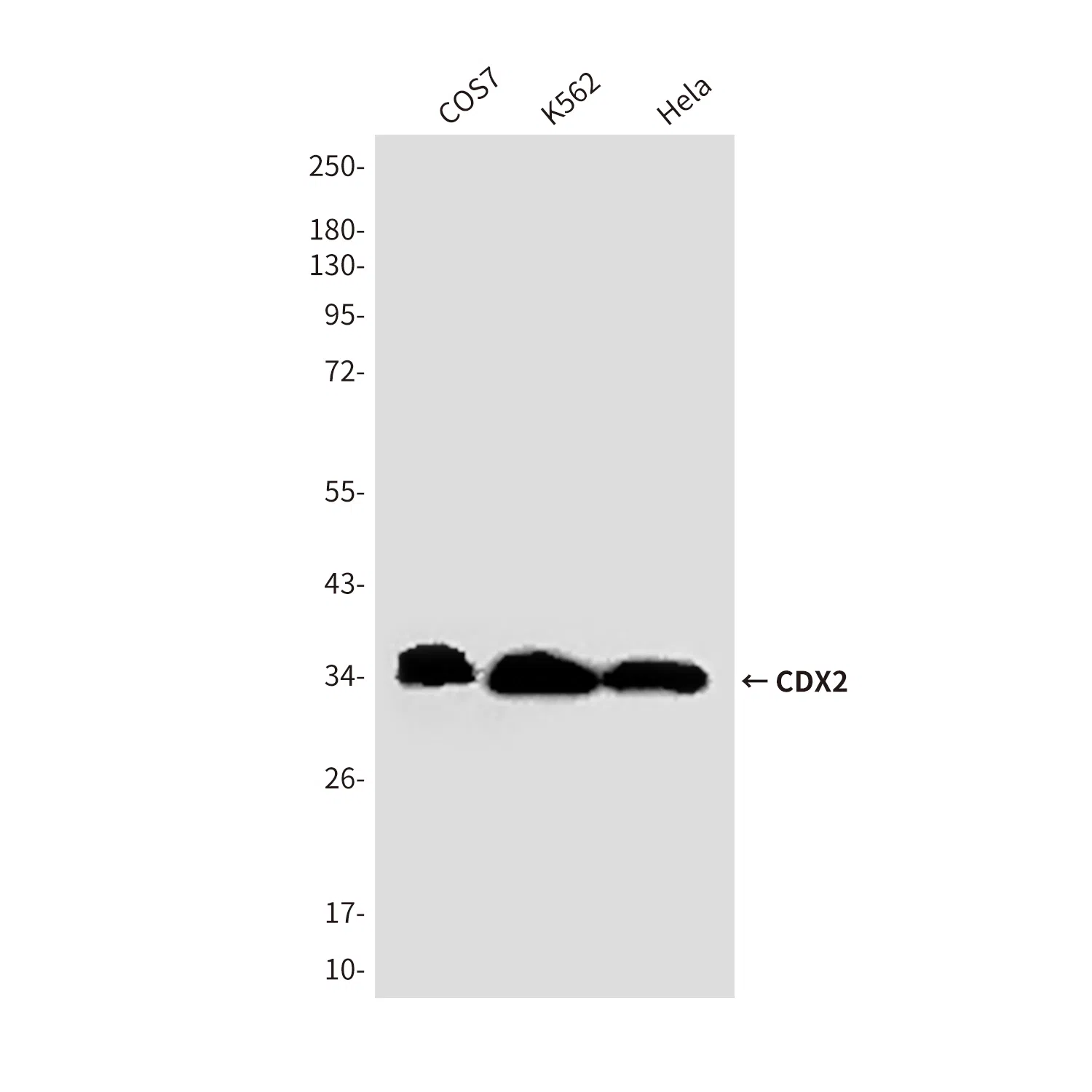 CDX2 Mouse Monoclonal Antibody - Size: 100µl