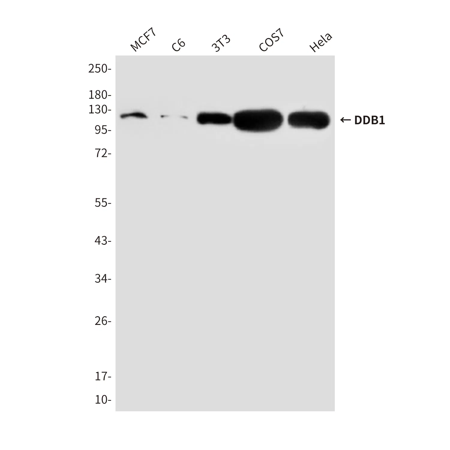DDB1 Mouse Monoclonal Antibody - Size: 50µl