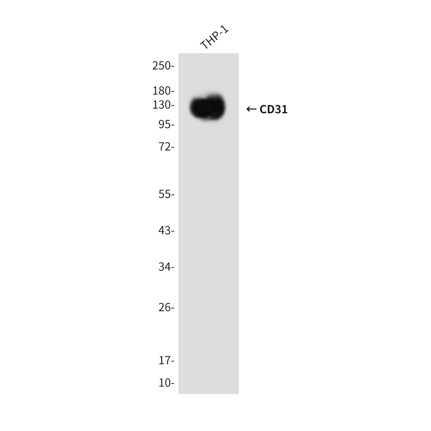 CD31 Mouse Monoclonal Antibody - Size: 50µl