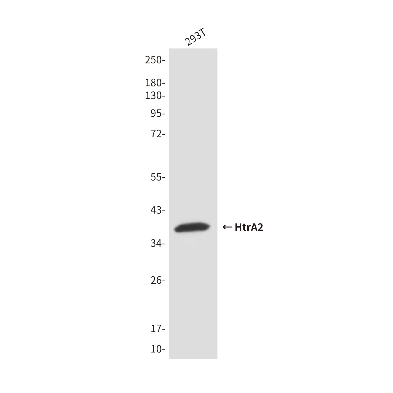 HtrA2 Mouse Monoclonal Antibody - Size: 50µl