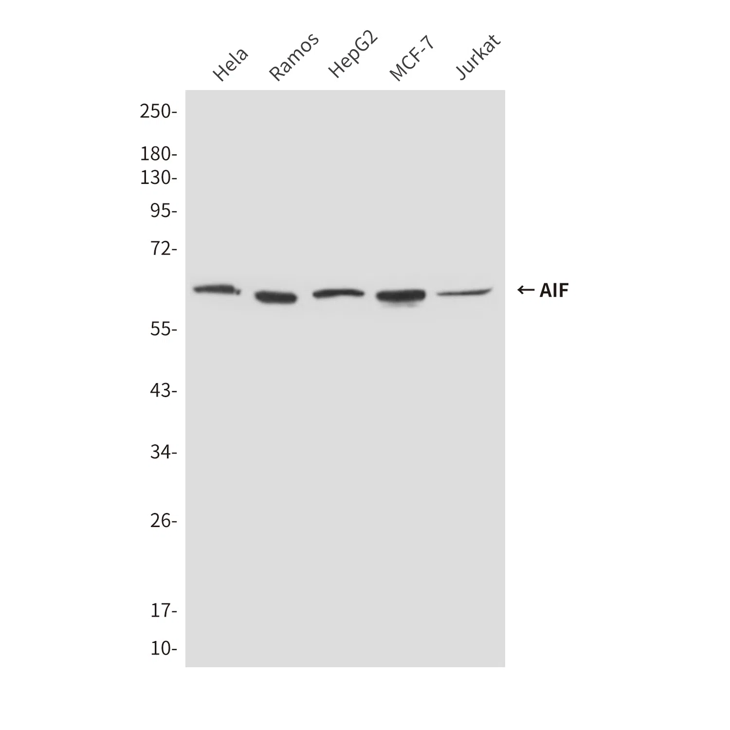 AIF Mouse Monoclonal Antibody - Size: 100µl