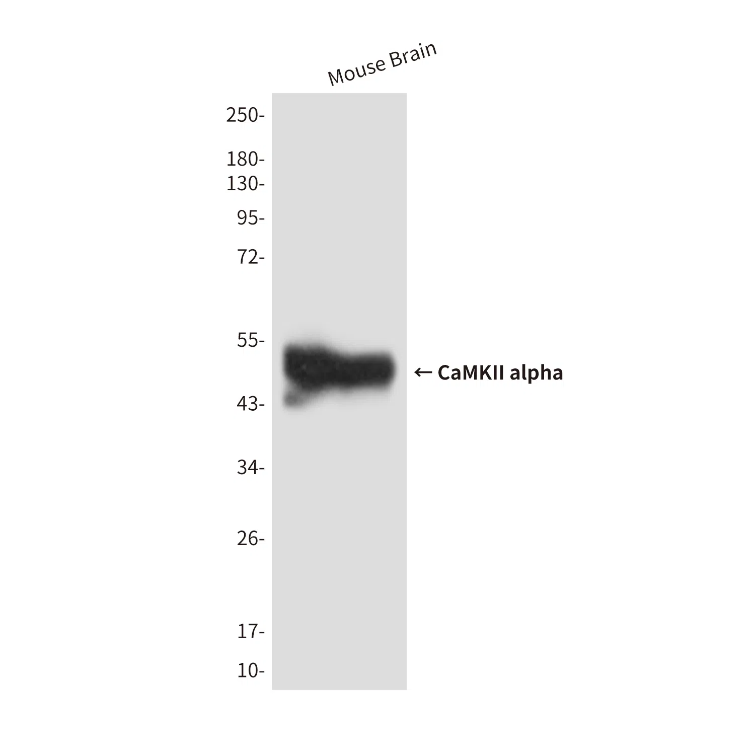 CaMKII alpha Mouse Monoclonal Antibody - Size: 50µl