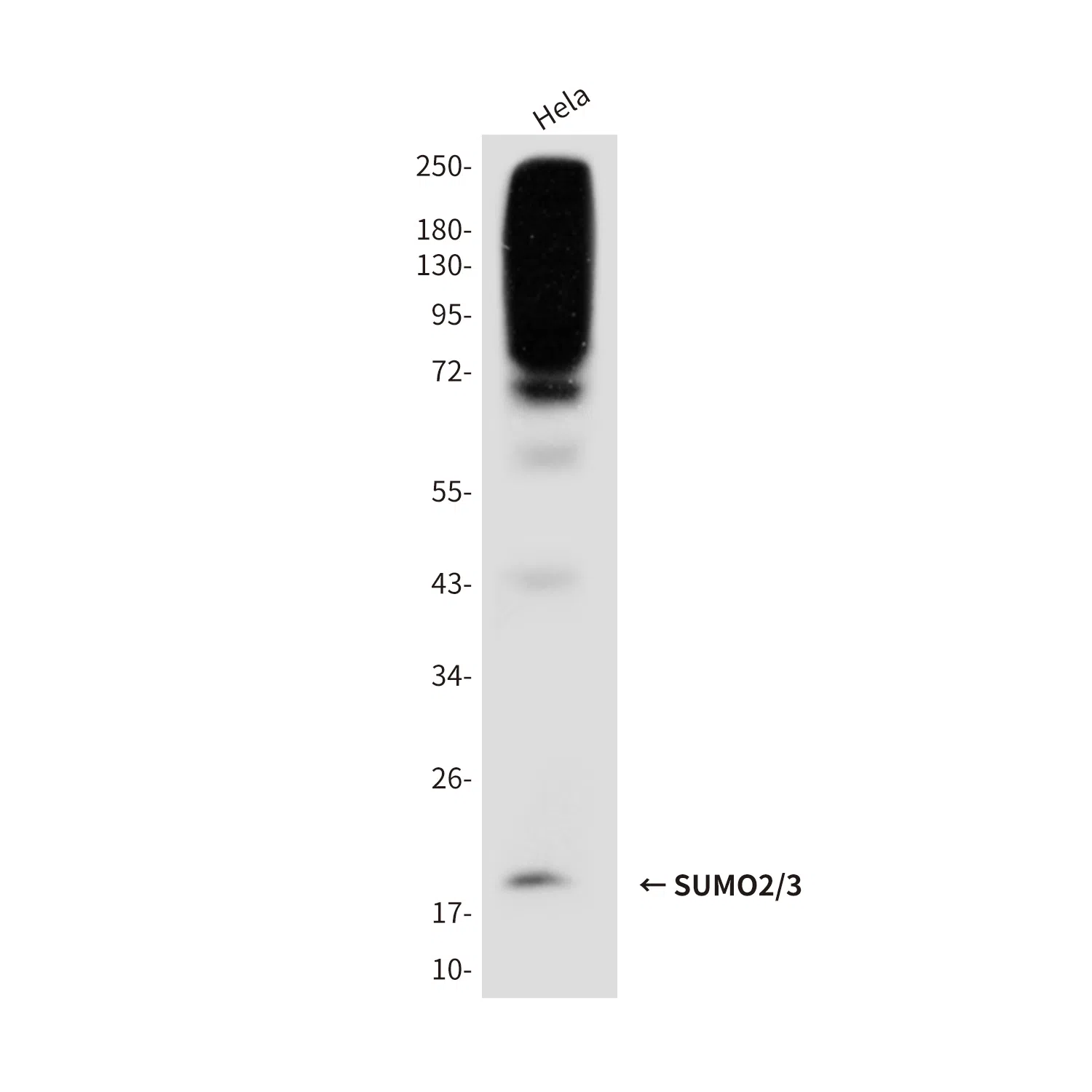 SUMO2/3 Mouse Monoclonal Antibody - Size: 50µl