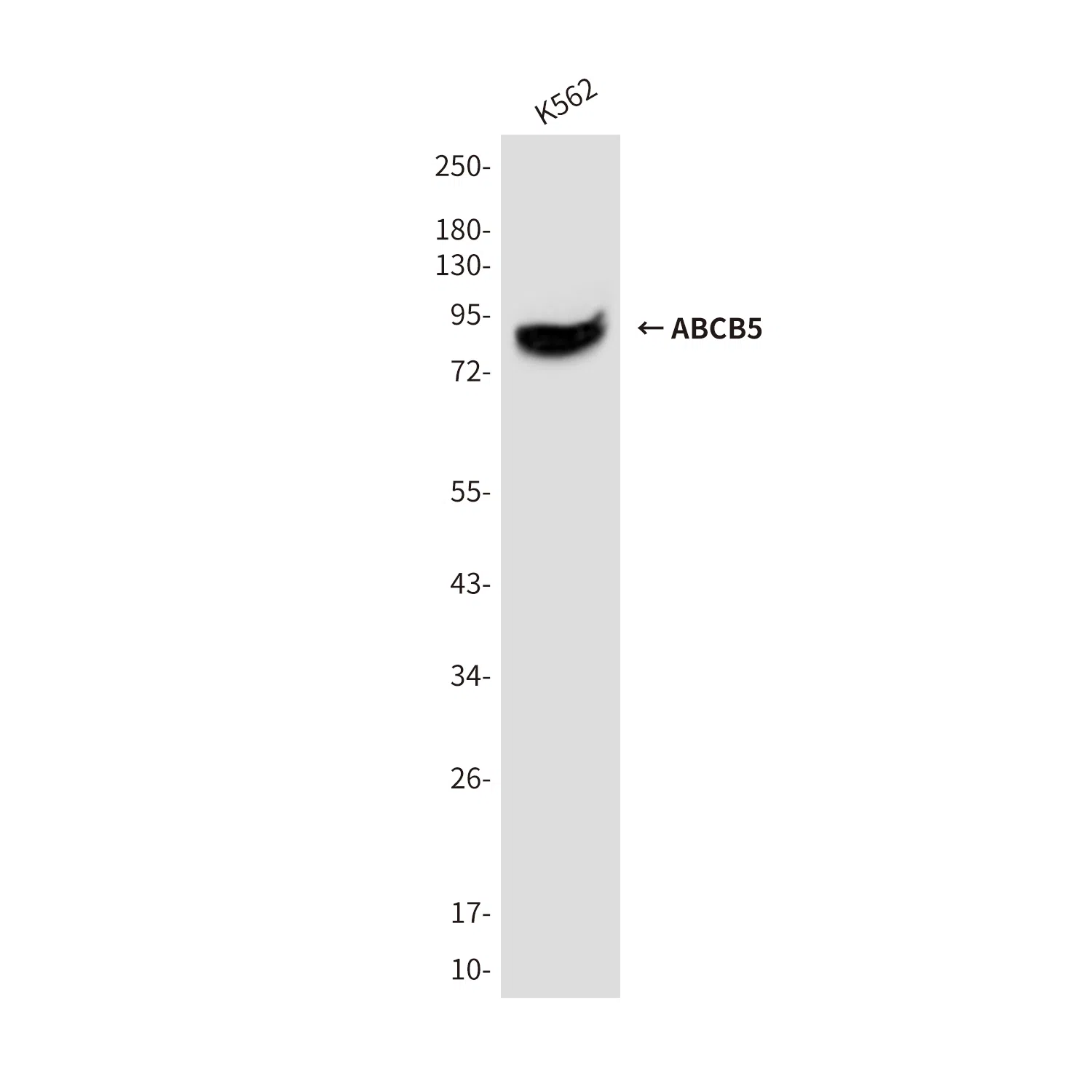 ABCB5 Mouse Monoclonal Antibody - Size: 100µl