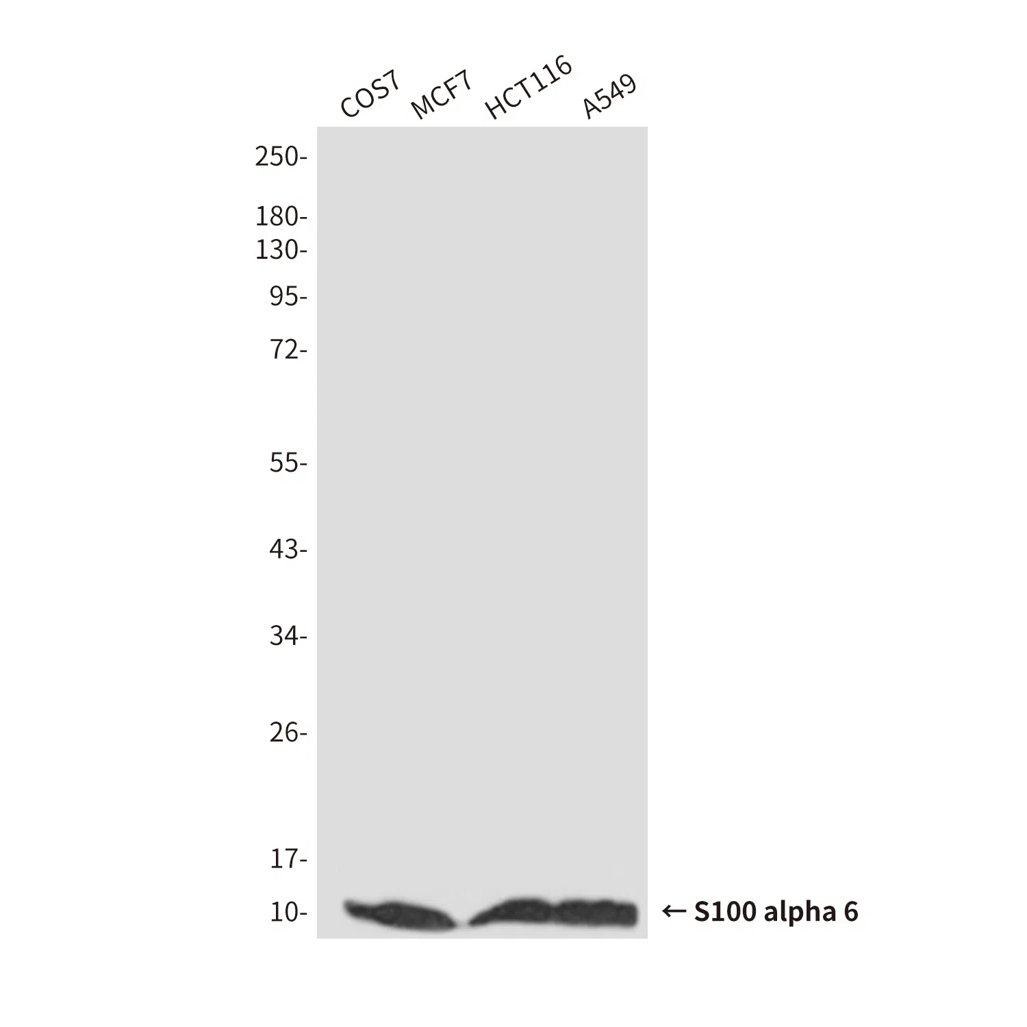 S100A6 Mouse Monoclonal Antibody - Size: 50µl