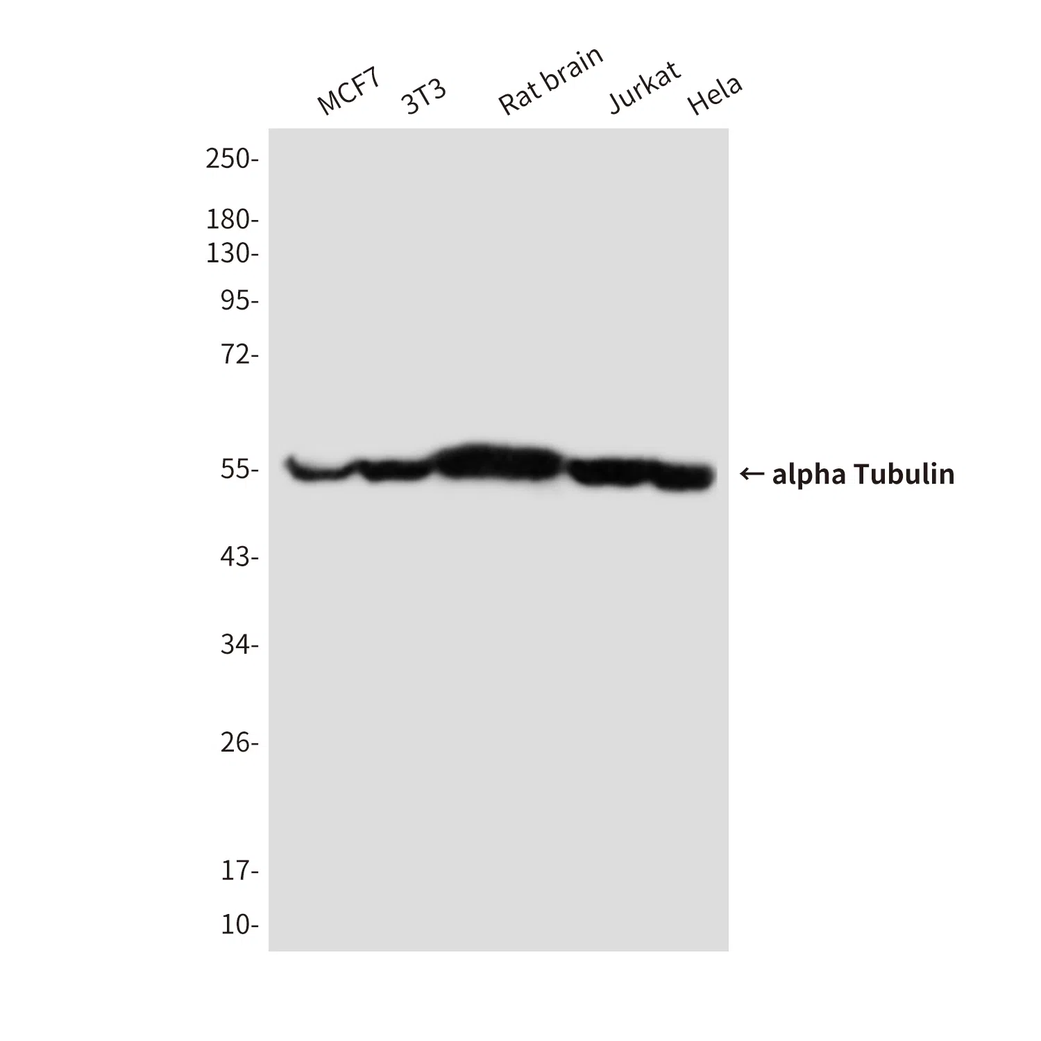 alpha Tubulin Mouse Monoclonal Antibody - Size: 100µl