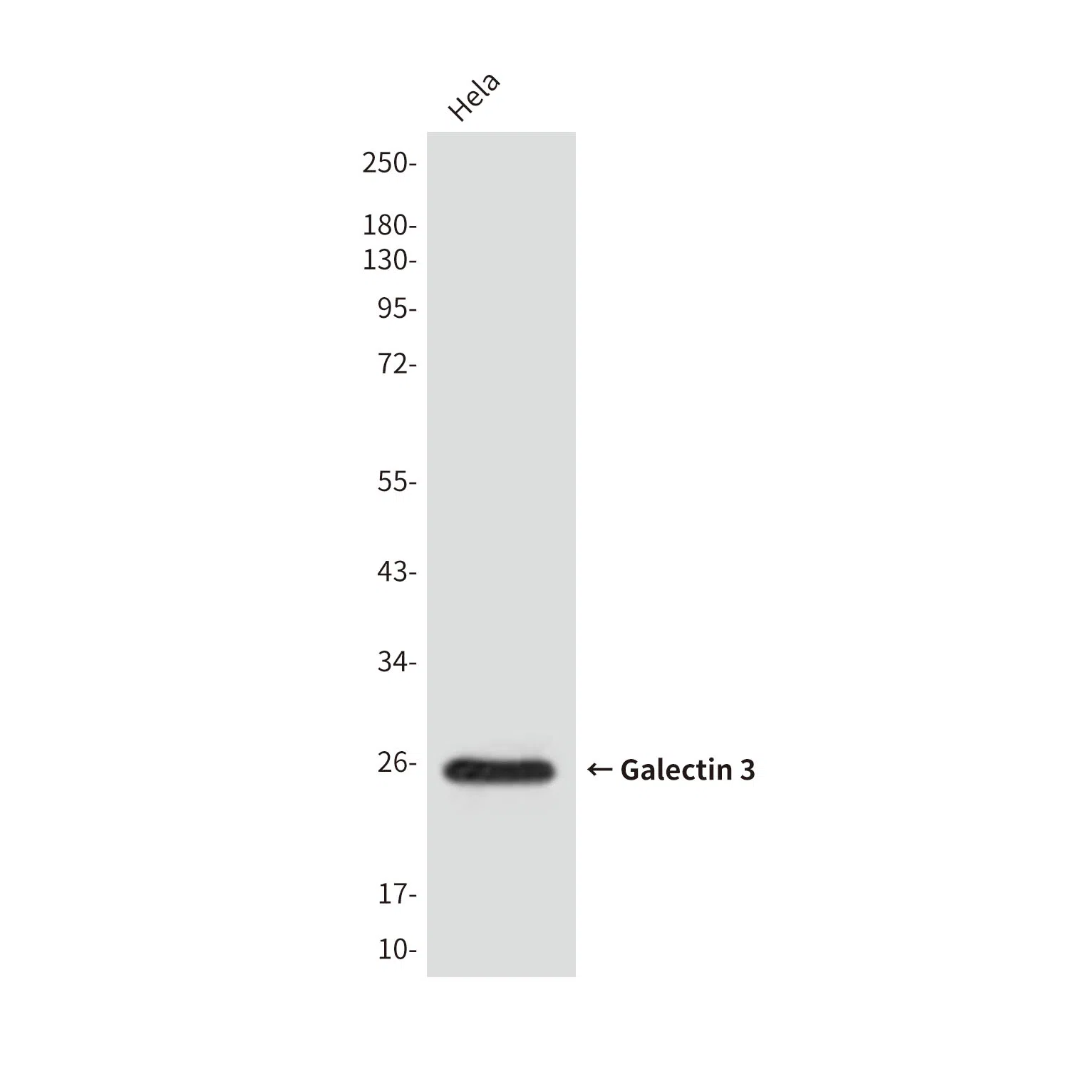 Galectin 3 Mouse Monoclonal Antibody - Size: 100µl