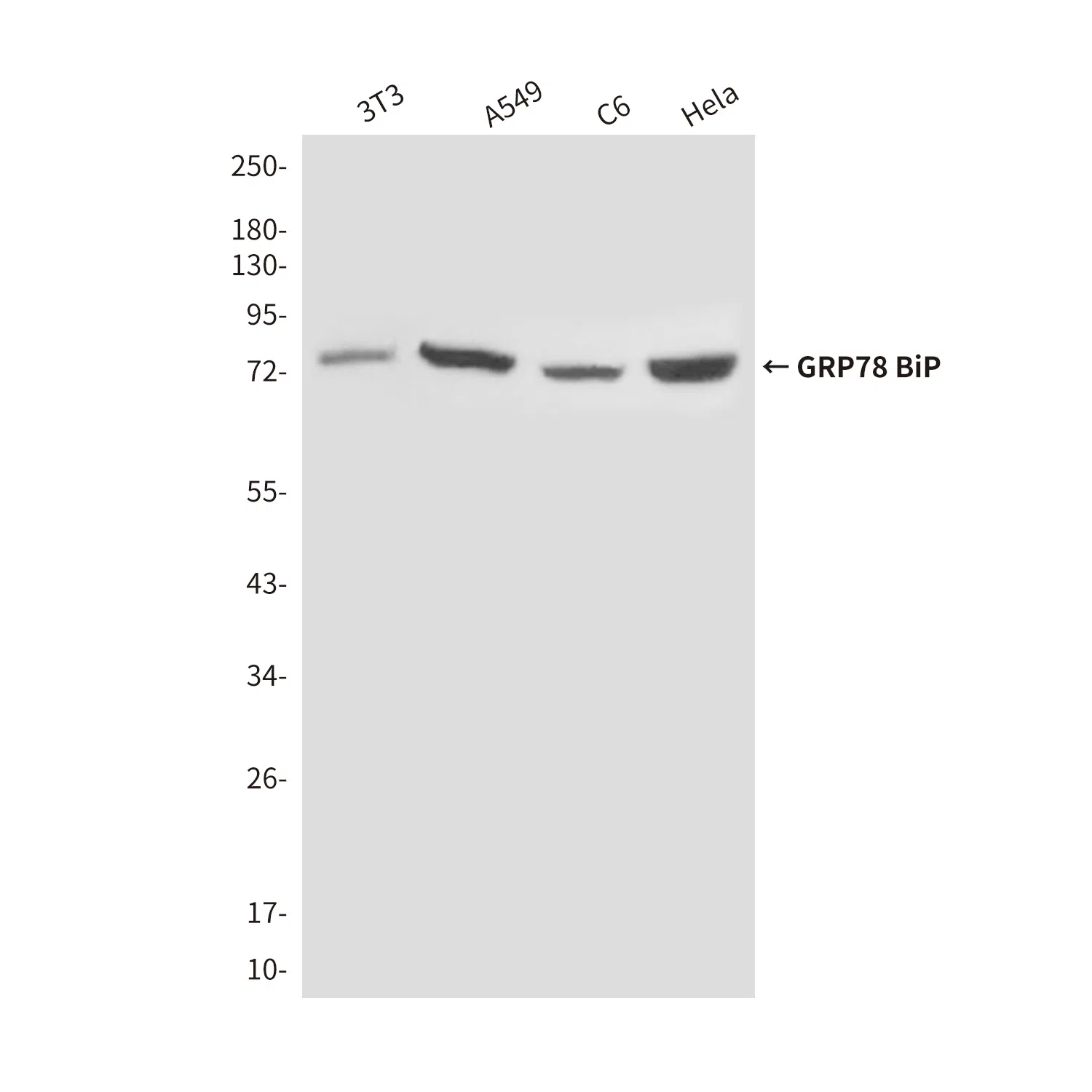 GRP78 BiP Mouse Monoclonal Antibody - Size: 100µl