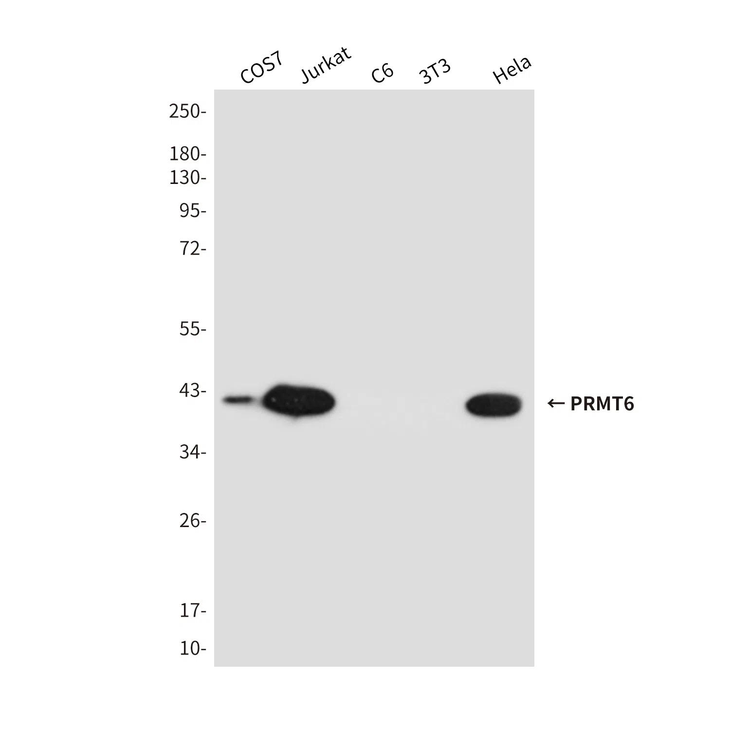 PRMT6 Mouse Monoclonal Antibody - Size: 100µl