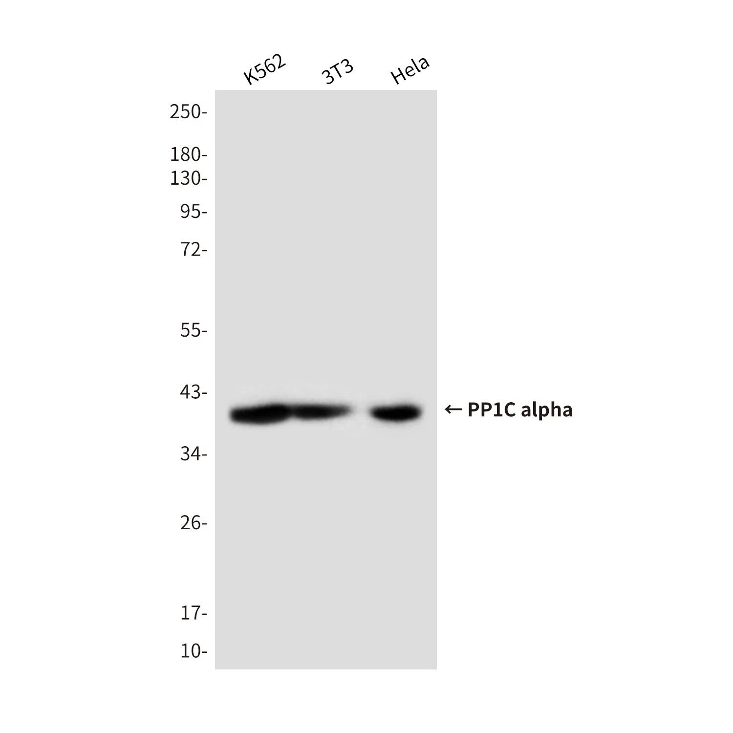 PP1C alpha Mouse Monoclonal Antibody - Size: 100µl