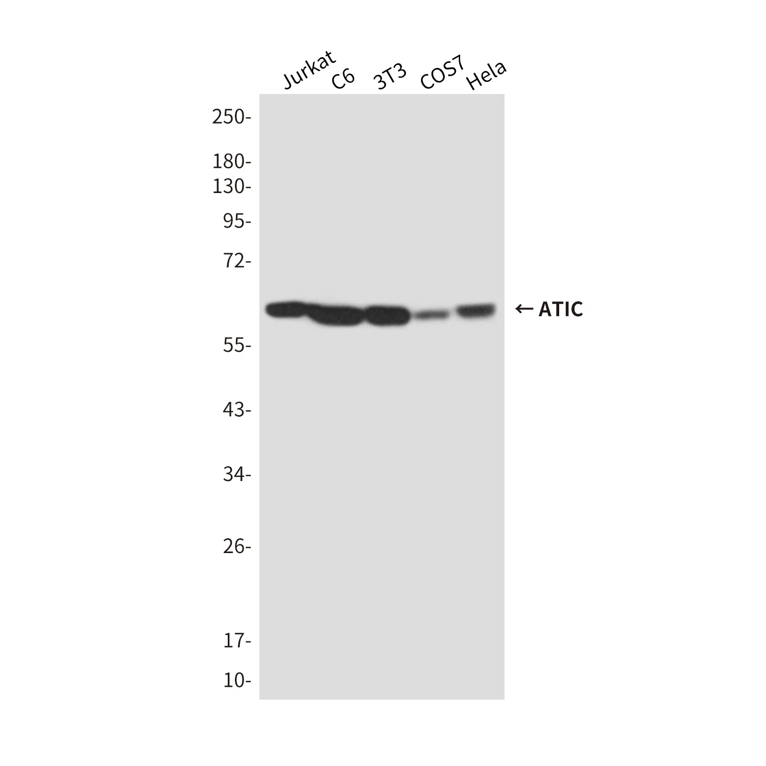 ATIC Mouse Monoclonal Antibody - Size: 100µl