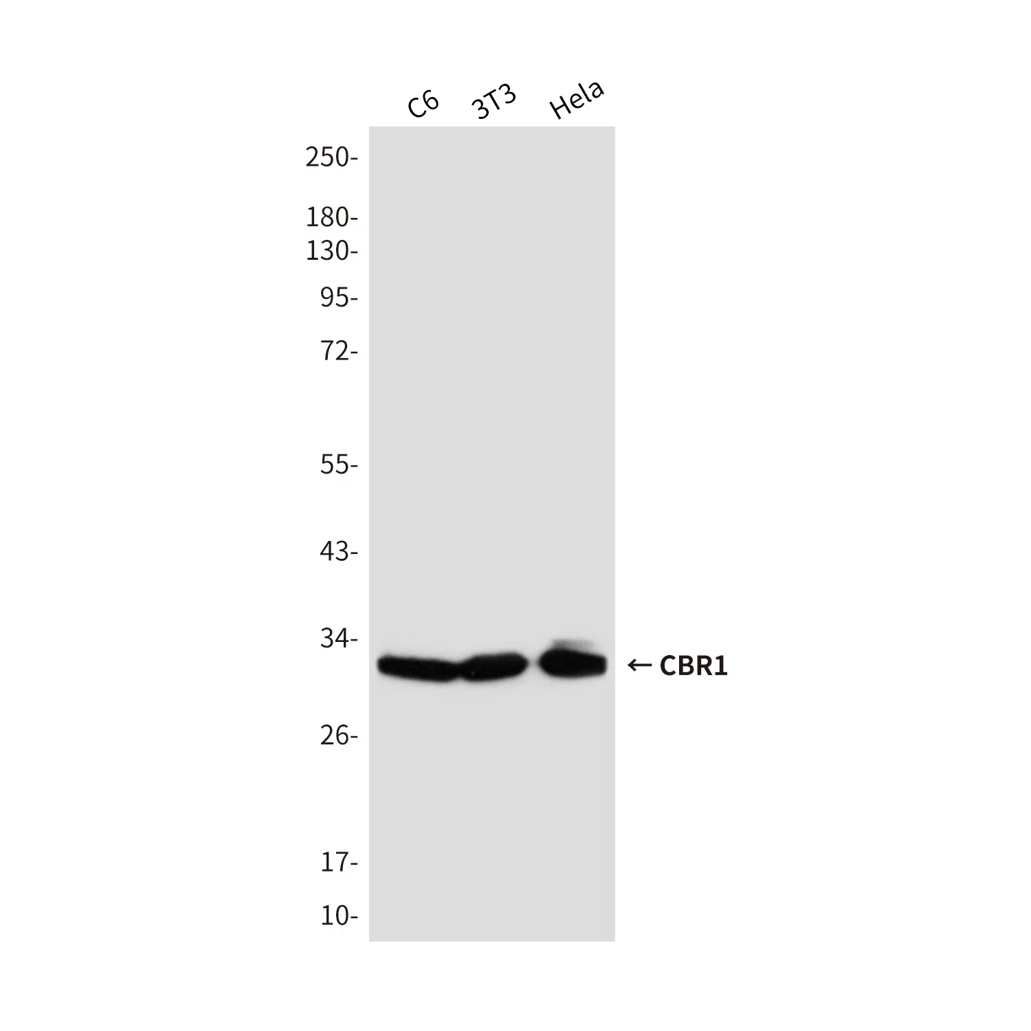 CBR1 Mouse Monoclonal Antibody - Size: 100µl