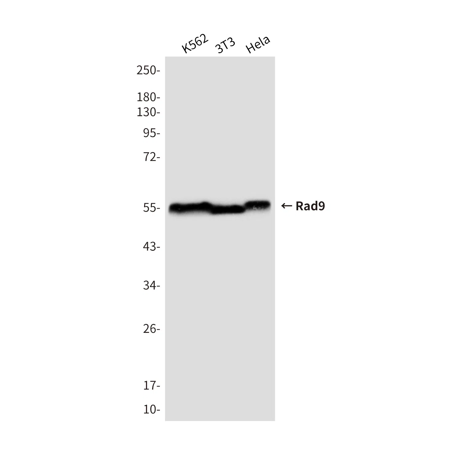 Rad9 Mouse Monoclonal Antibody - Size: 50µl