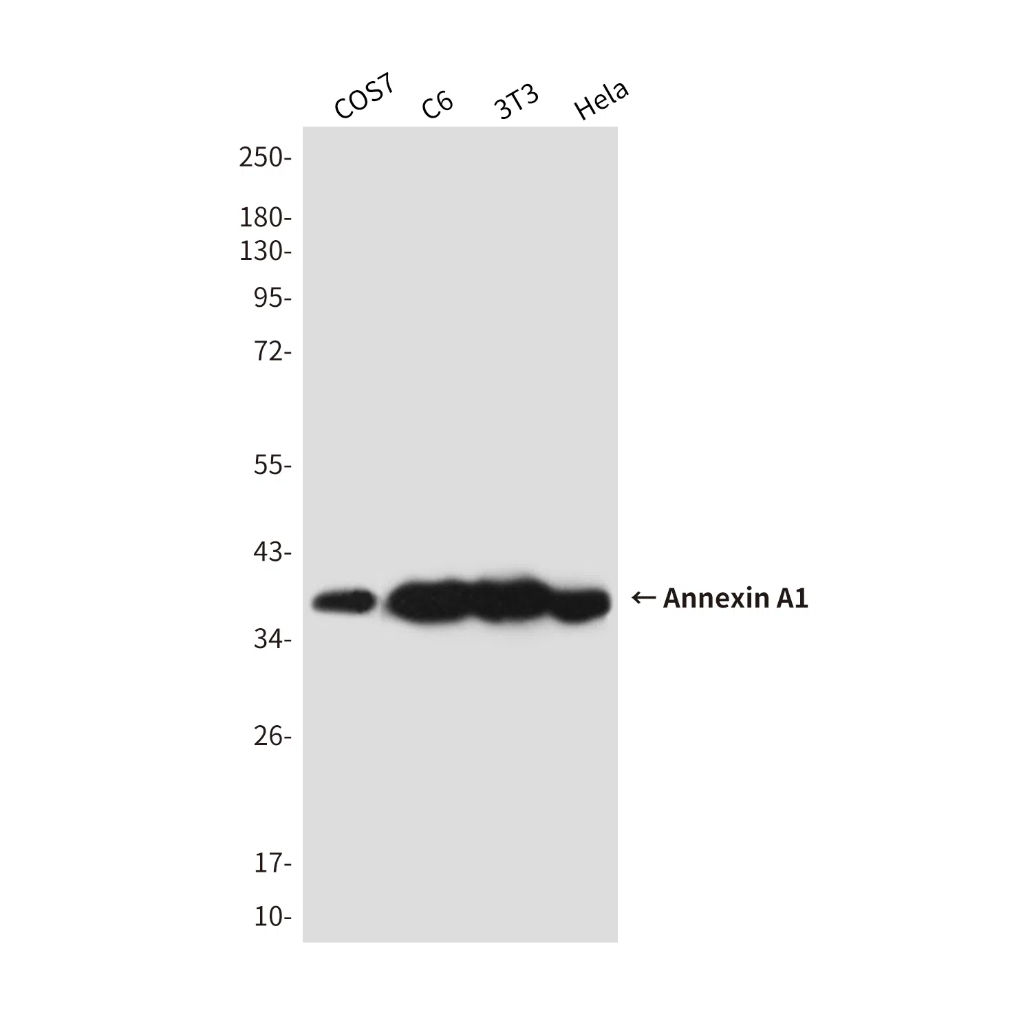 Annexin A1 Mouse Monoclonal Antibody - Size: 50µl