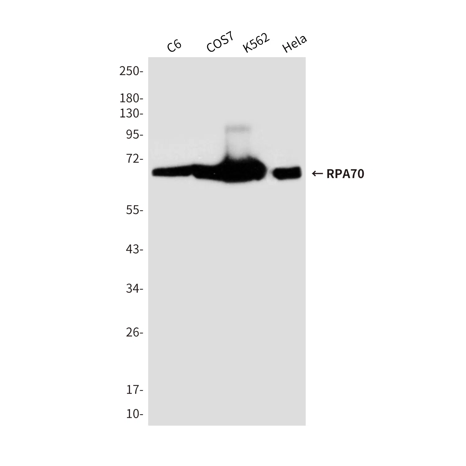 RPA70 Mouse Monoclonal Antibody - Size: 100µl