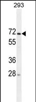 MIPEP Mouse Monoclonal Antibody - Size: 100µl