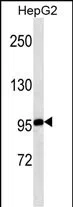 MASTL Mouse Monoclonal Antibody - Size: 100µl