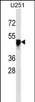 SNX6 Mouse Monoclonal Antibody - Size: 50µl