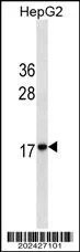 HMG2 Mouse Monoclonal Antibody - Size: 50µl