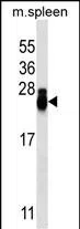 CD3 Mouse Monoclonal Antibody - Size: 100µl