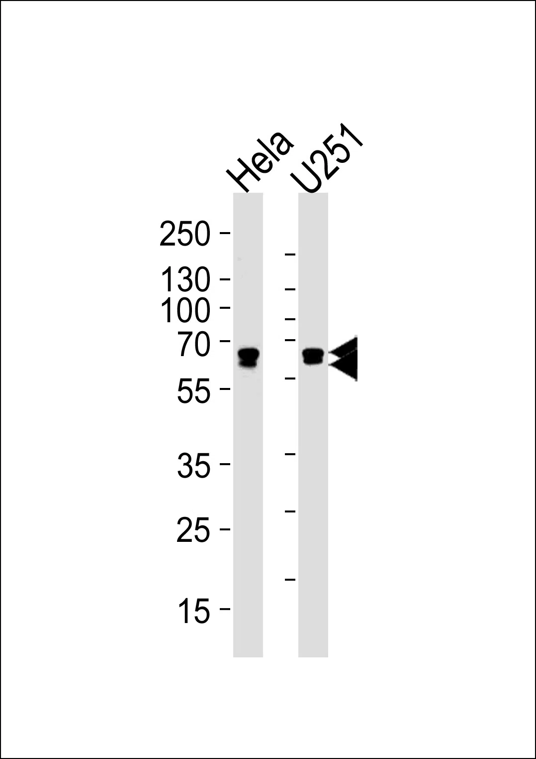 FUBP3 (N-term) Mouse Monoclonal Antibody - Size: 100µl