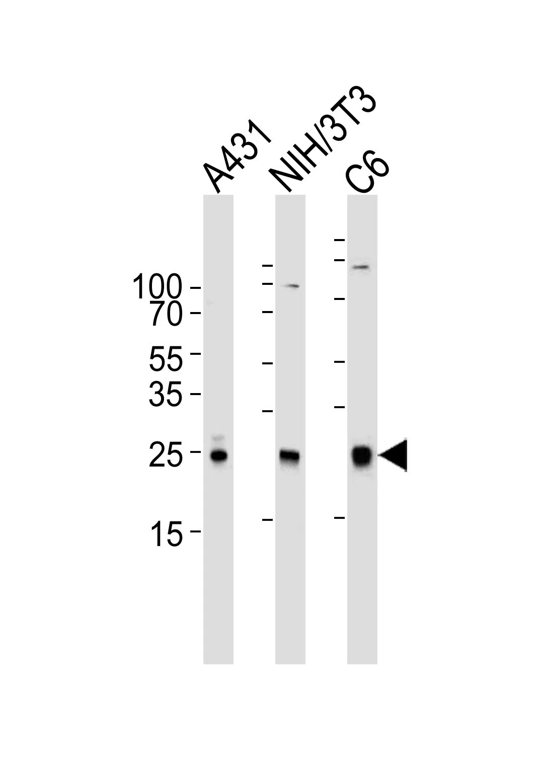 RAC1 Mouse Monoclonal Antibody - Size: 50µl