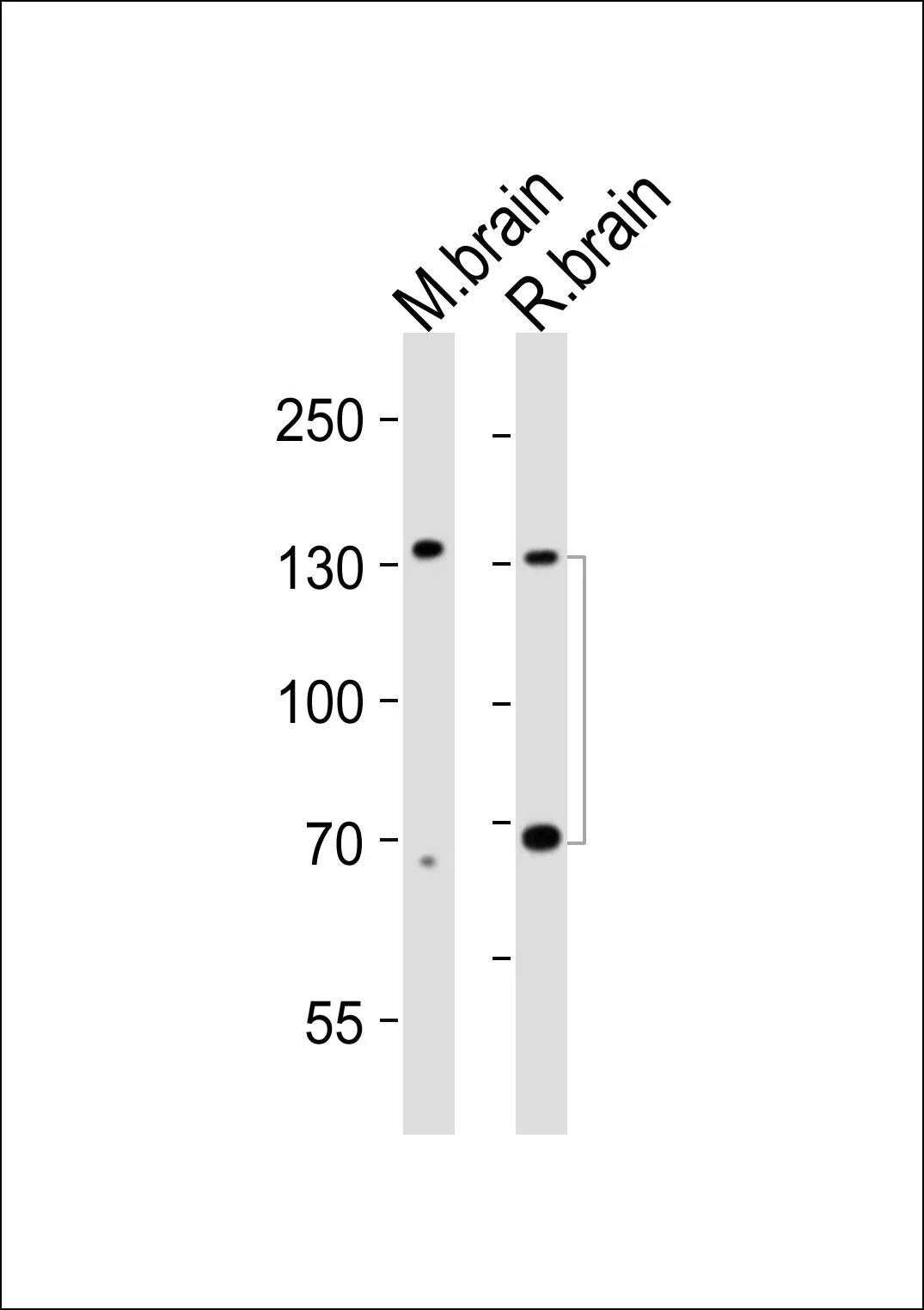 Ntrk3 Mouse Monoclonal Antibody - Size: 50µl