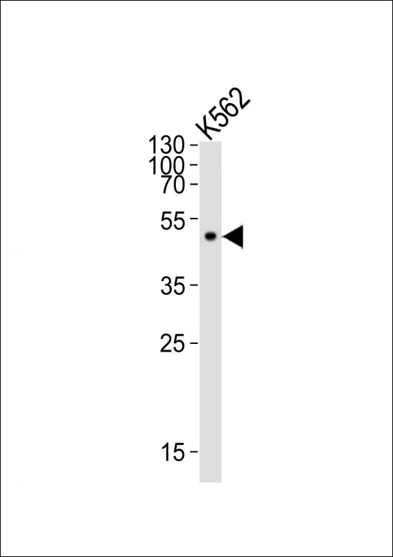 ATG4A Mouse Monoclonal Antibody - Size: 50µl