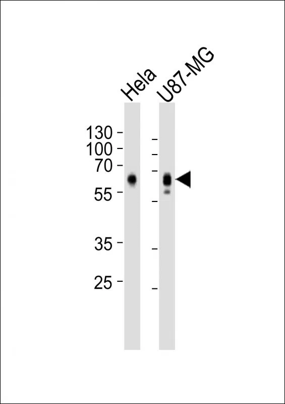 GPR56 Mouse Monoclonal Antibody - Size: 100µl