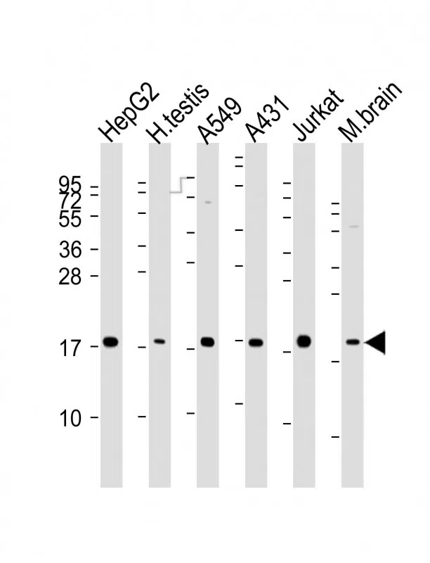EEF1E1 Mouse Monoclonal Antibody - Size: 100µl