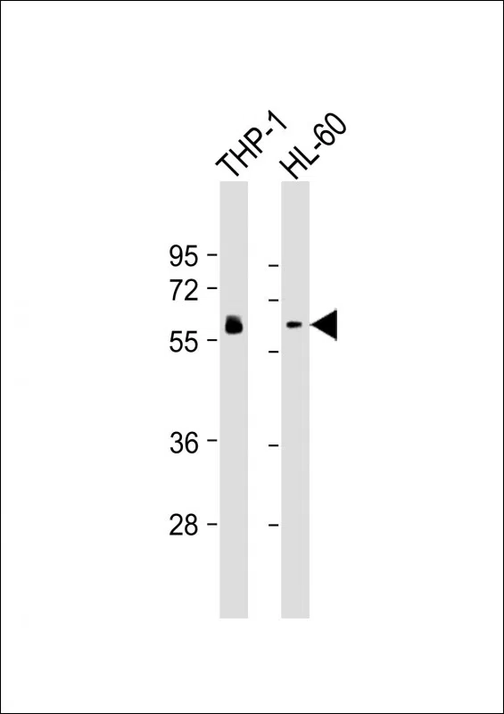 HCK Mouse Monoclonal Antibody - Size: 100µl